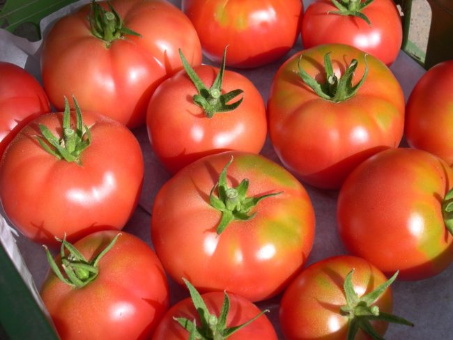 plant tomate rose de berne