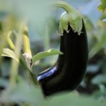 plant aubergine violette