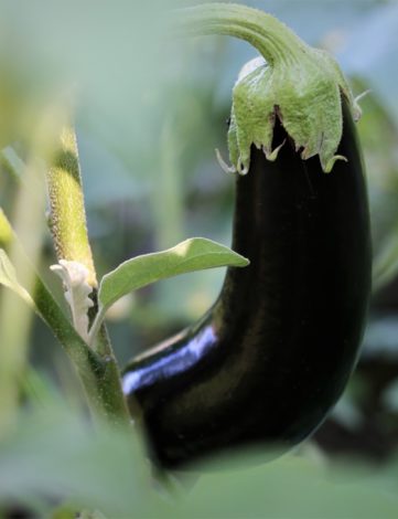 plant aubergine violette