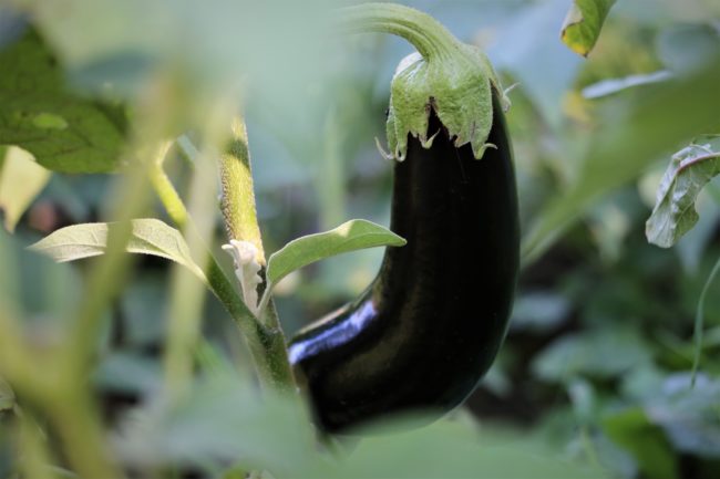 plant aubergine violette