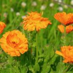 Massif de fleurs de souci (Calendula officinalis) aux pétales d'orange vif dans un jardin, symbolisant la vivacité et la beauté naturelle