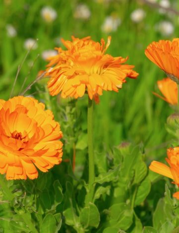 Massif de fleurs de souci (Calendula officinalis) aux pétales d'orange vif dans un jardin, symbolisant la vivacité et la beauté naturelle