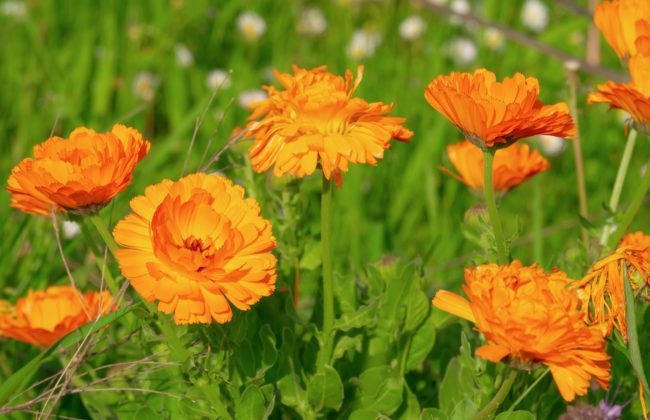 Massif de fleurs de souci (Calendula officinalis) aux pétales d'orange vif dans un jardin, symbolisant la vivacité et la beauté naturelle