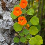 plants de capucine grimpante en godet de 8cm