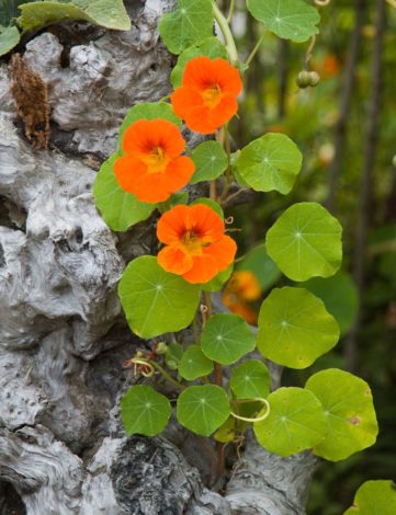 plants de capucine grimpante en godet de 8cm