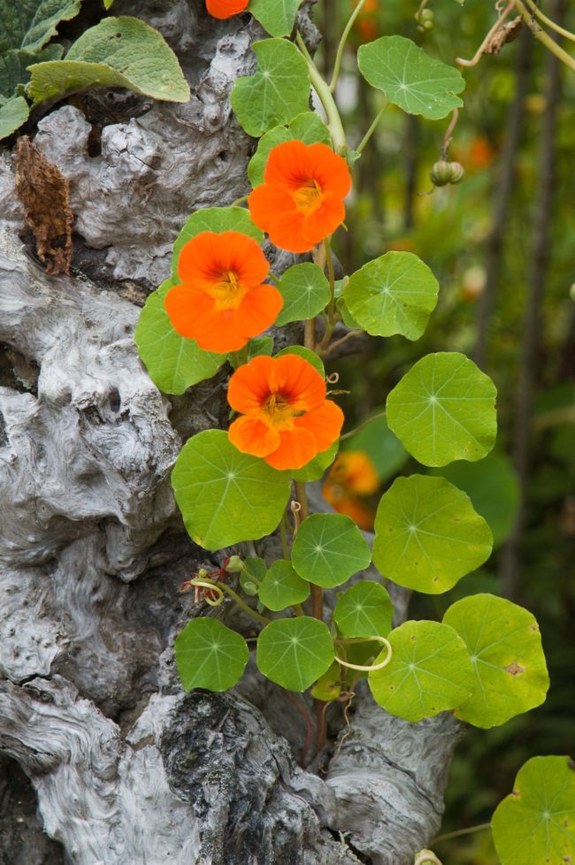 plants de capucine grimpante en godet de 8cm