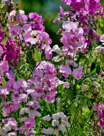 Plants de pois de senteur en godet de 8 cm