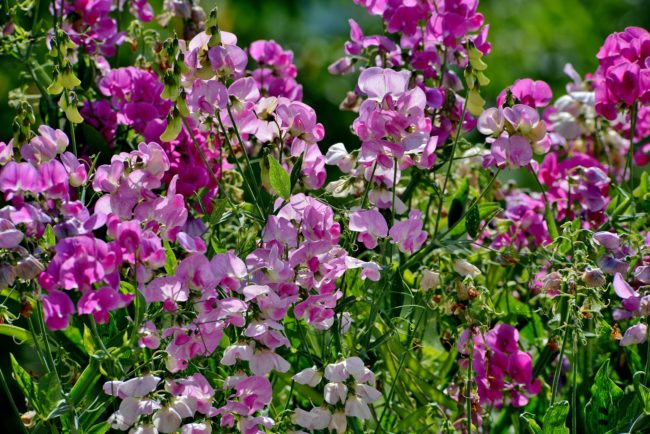 Plants de pois de senteur en godet de 8 cm