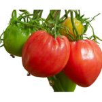Tomate Coeur de Boeuf