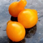 Tomates Jaune Yellow