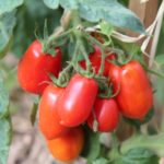 plant de tomate Roma