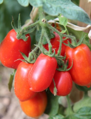 plant de tomate Roma