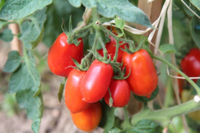 plant de tomate Roma