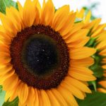 Tournesol Helianthus annuus