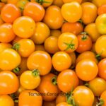 Tomates-Cerise orange Ambrosia gold