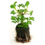 Fertiss Motte 3x3cm