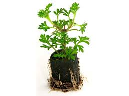 Fertiss Motte 3x3cm
