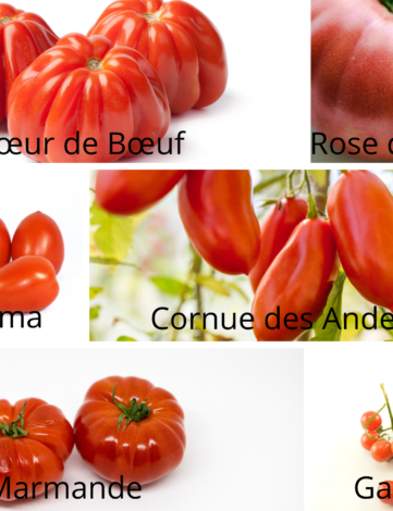 collection de tomates anciennes