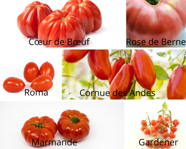 collection de tomates anciennes