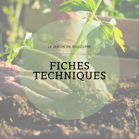 Fiche technique sur les légumes