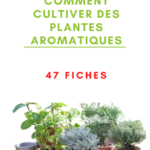 Fiches plantes aromatiques et médicinales