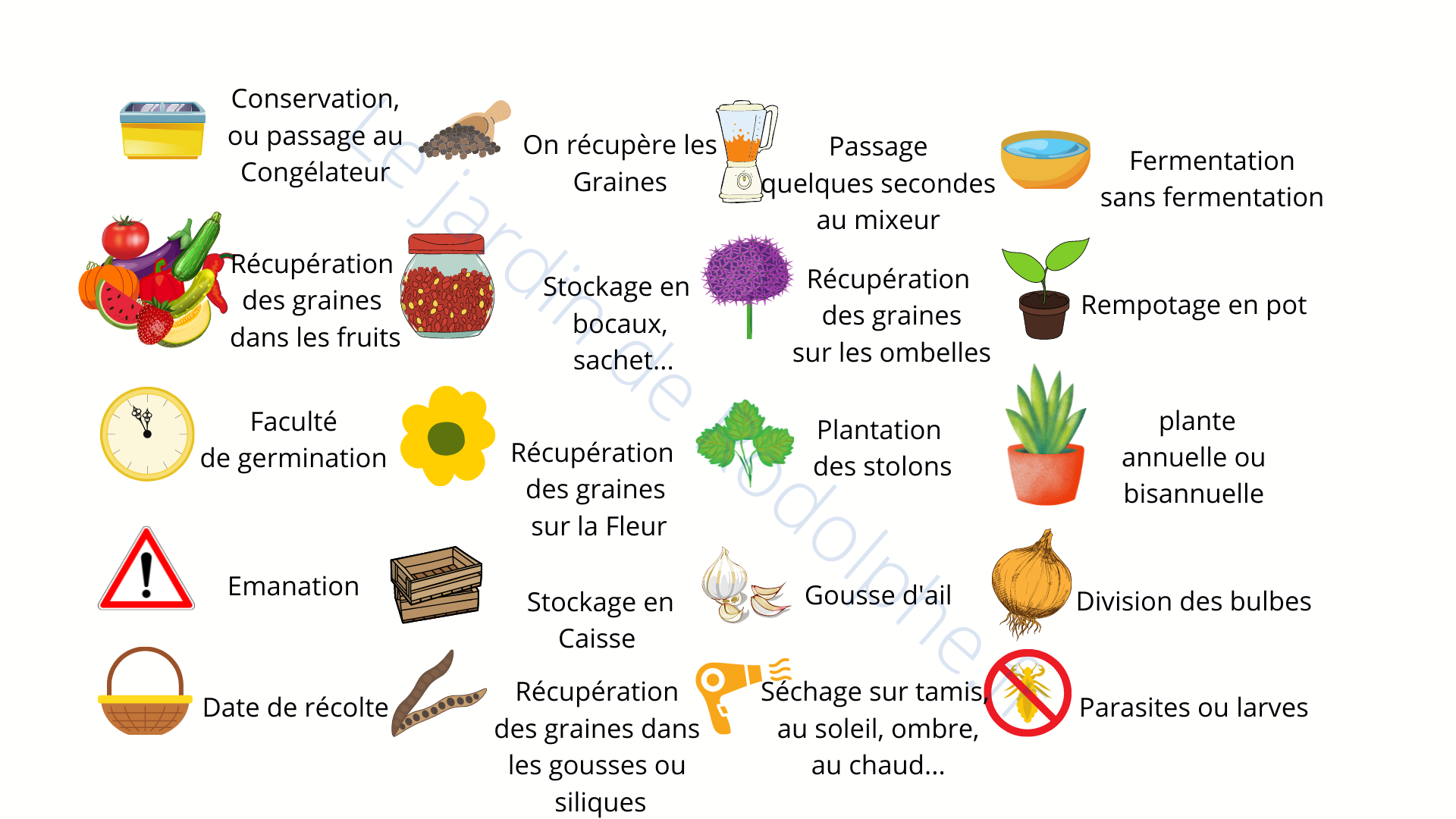 Débuter son potager avec des semences et graines