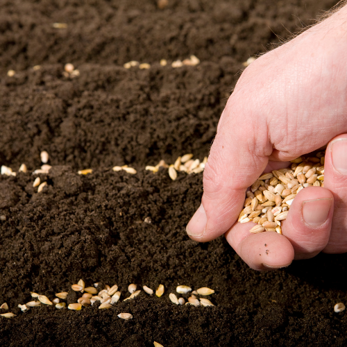 Calculateur Plants & Semis – Image 2