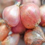 Echalote perpétuelle Allium cepa var. aggregatum 'Ardente'