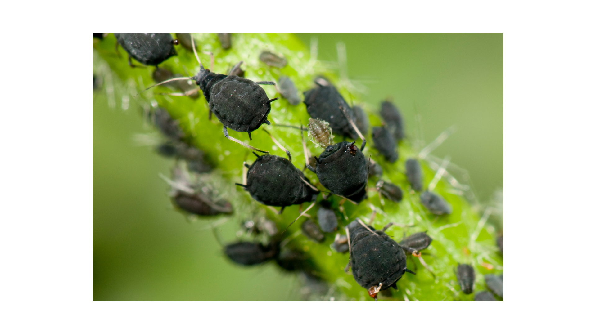 Groupe de pucerons noirs se regroupant densément sur une tige verte, illustrant un défi courant dans le jardinage naturel.