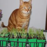 Herbe à Chat