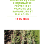 Oignons en péril  Reconnaître, prévenir et vaincre les ravageurs et maladies !
