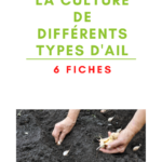 Une affiche promotionnelle pour le site 'Le Jardin de Rodolphe.fr' intitulée 'La culture de différents types d'ail'. Elle annonce '6 fiches' disponibles et montre une photo d'une personne en train de planter des gousses d'ail dans un sol fertile et noir."