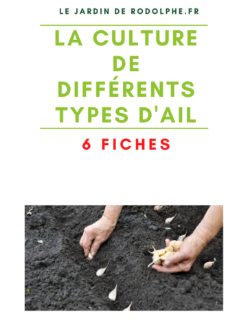 Une affiche promotionnelle pour le site 'Le Jardin de Rodolphe.fr' intitulée 'La culture de différents types d'ail'. Elle annonce '6 fiches' disponibles et montre une photo d'une personne en train de planter des gousses d'ail dans un sol fertile et noir."