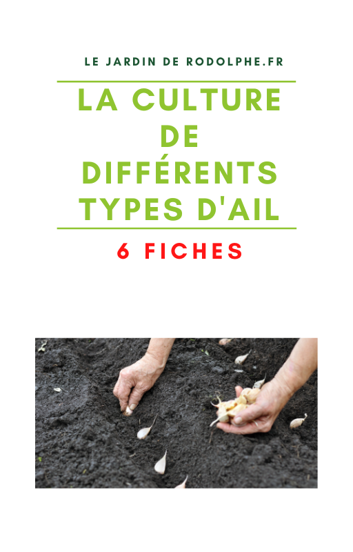 Une affiche promotionnelle pour le site 'Le Jardin de Rodolphe.fr' intitulée 'La culture de différents types d'ail'. Elle annonce '6 fiches' disponibles et montre une photo d'une personne en train de planter des gousses d'ail dans un sol fertile et noir."