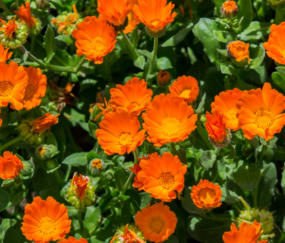 Vue captivante de soucis orange vifs et lumineux épanouis dans un massif verdoyant, apportant couleur et vitalité.