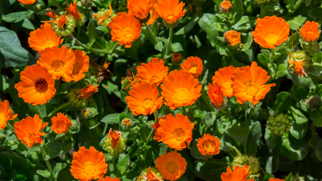Vue captivante de soucis orange vifs et lumineux épanouis dans un massif verdoyant, apportant couleur et vitalité.