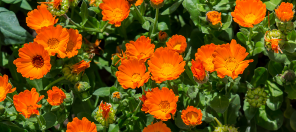 Vue captivante de soucis orange vifs et lumineux épanouis dans un massif verdoyant, apportant couleur et vitalité.