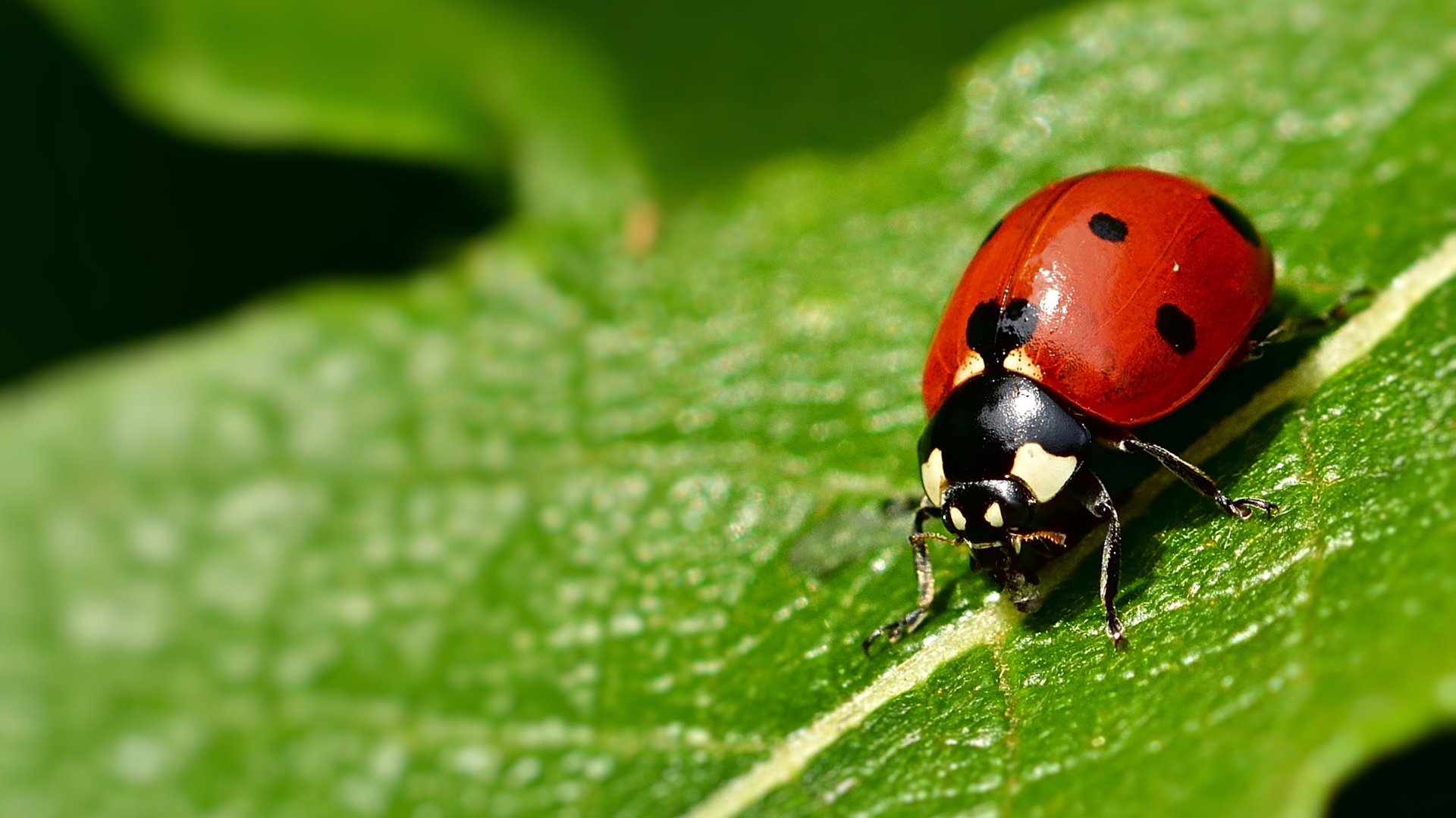 Une coccinelle vibrant de couleurs contrastées posée sur une feuille verte, symbole de la lutte biologique dans les jardins