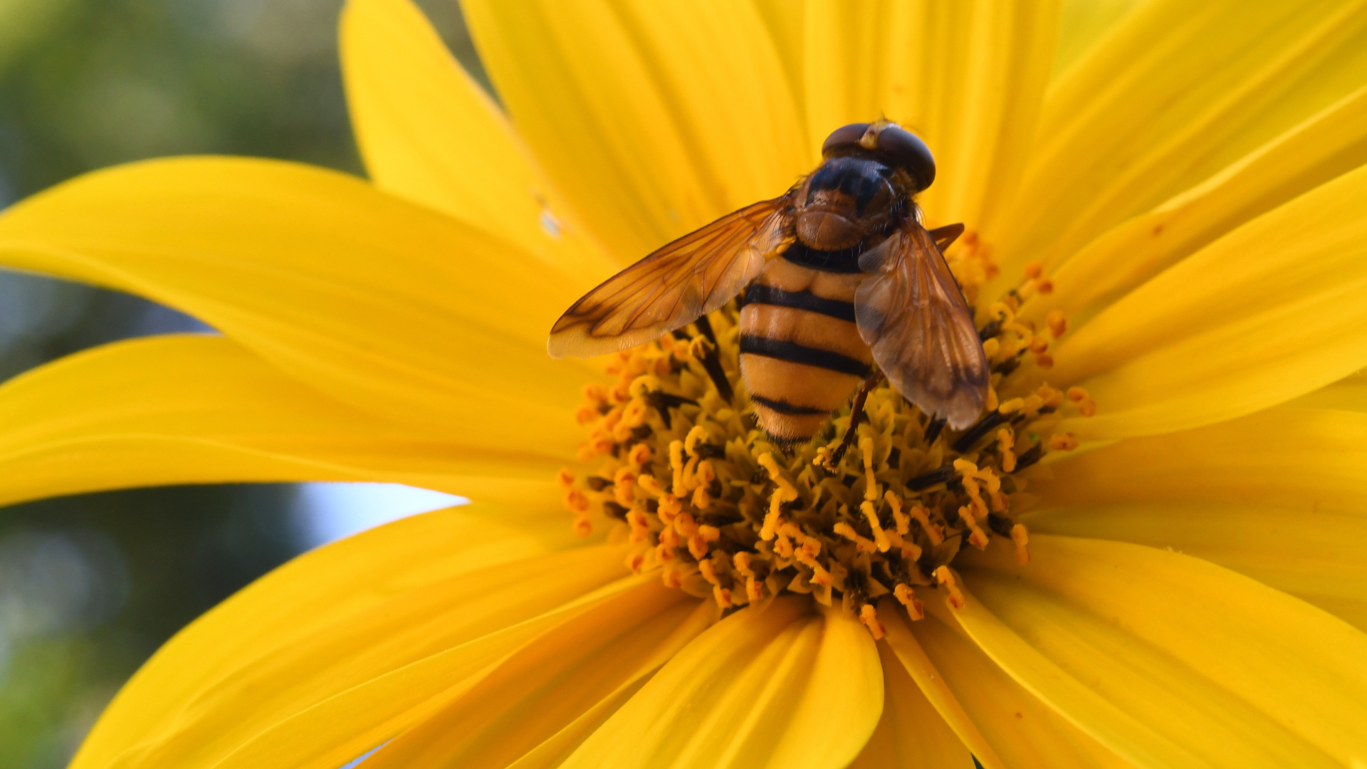 Un bourdon en plein butinage au centre d'une fleur de souci jaune, capturant l'interaction dynamique entre la pollinisation et les plantes dans un jardin