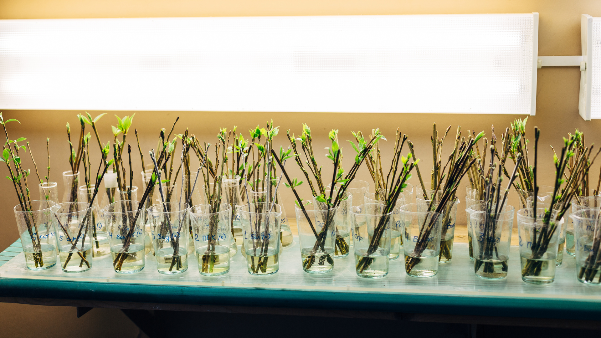 Une scène captivante se dévoile devant nous : sur une table en bois, plusieurs bocaux en verre contenant de grandes branches de saule sont disposés. Les extrémités des branches trempent délicatement dans un liquide d'hormone de bouturage. Cette image incarne le processus de propagation végétale, où l'énergie de la nature est capturée dans les bocaux, prête à donner naissance à de nouvelles plantes. Un instantané de la magie du jardinage et de la croissance