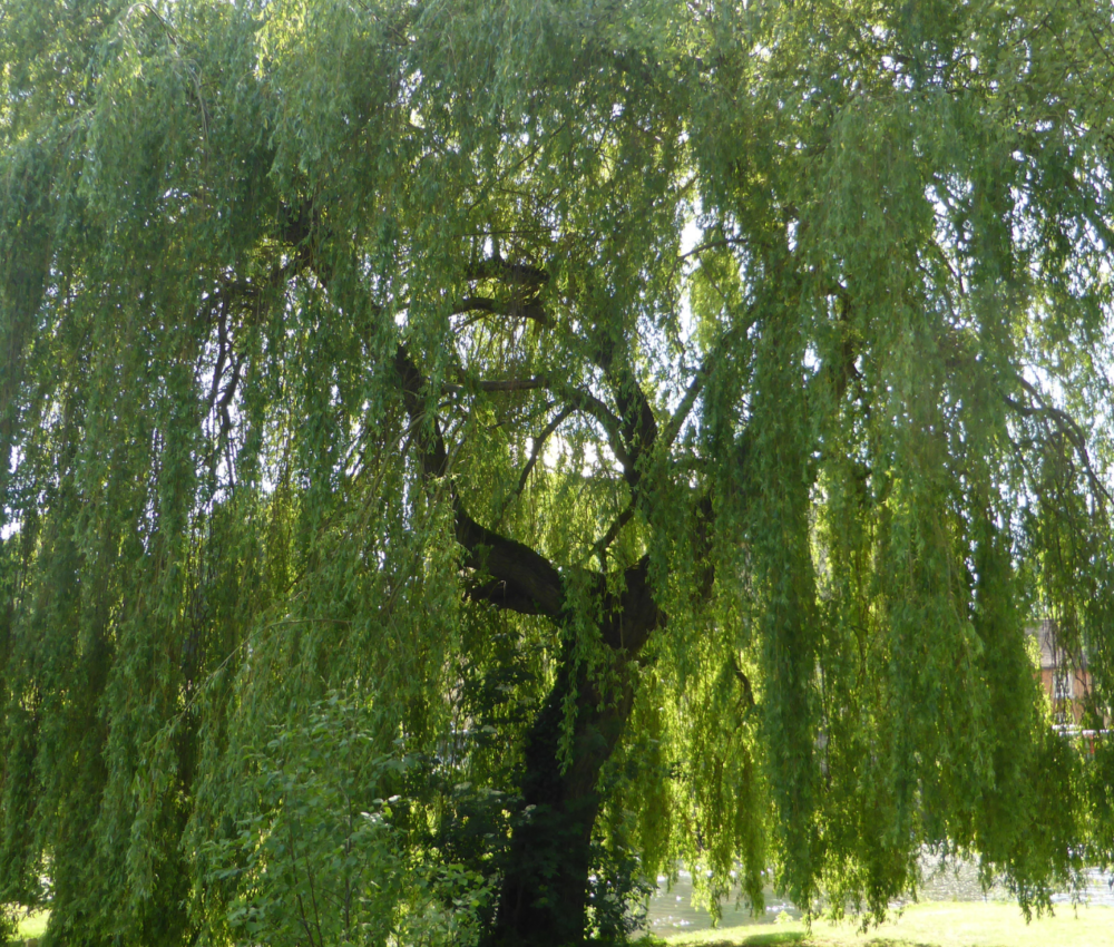 Une élégante silhouette de saule pleureur, ses branches délicates s'étendent gracieusement vers le bas, créant une cascade de feuilles vertes qui semble pleurer doucement vers le sol. Les feuilles souples et fines dansent au gré de la brise, créant une atmosphère apaisante et poétique dans le jardin. Le tronc solide et noueux de l'arbre contraste magnifiquement avec la légèreté de ses branches, faisant du saule pleureur une véritable œuvre d'art vivante dans le paysage."