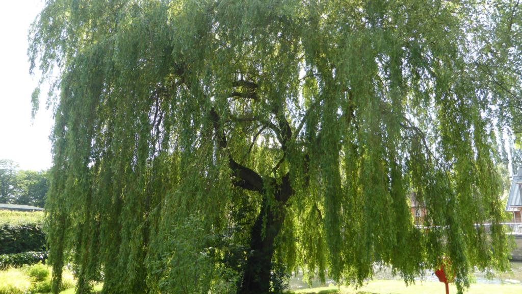 Une élégante silhouette de saule pleureur, ses branches délicates s'étendent gracieusement vers le bas, créant une cascade de feuilles vertes qui semble pleurer doucement vers le sol. Les feuilles souples et fines dansent au gré de la brise, créant une atmosphère apaisante et poétique dans le jardin. Le tronc solide et noueux de l'arbre contraste magnifiquement avec la légèreté de ses branches, faisant du saule pleureur une véritable œuvre d'art vivante dans le paysage."