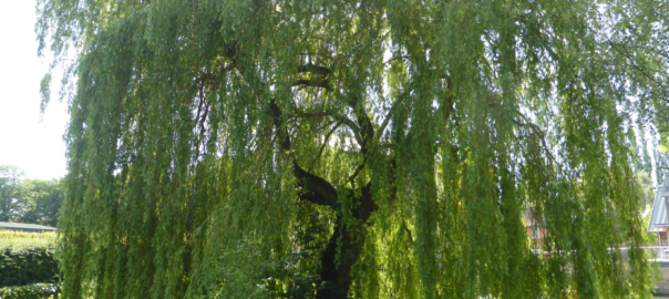 Une élégante silhouette de saule pleureur, ses branches délicates s'étendent gracieusement vers le bas, créant une cascade de feuilles vertes qui semble pleurer doucement vers le sol. Les feuilles souples et fines dansent au gré de la brise, créant une atmosphère apaisante et poétique dans le jardin. Le tronc solide et noueux de l'arbre contraste magnifiquement avec la légèreté de ses branches, faisant du saule pleureur une véritable œuvre d'art vivante dans le paysage."