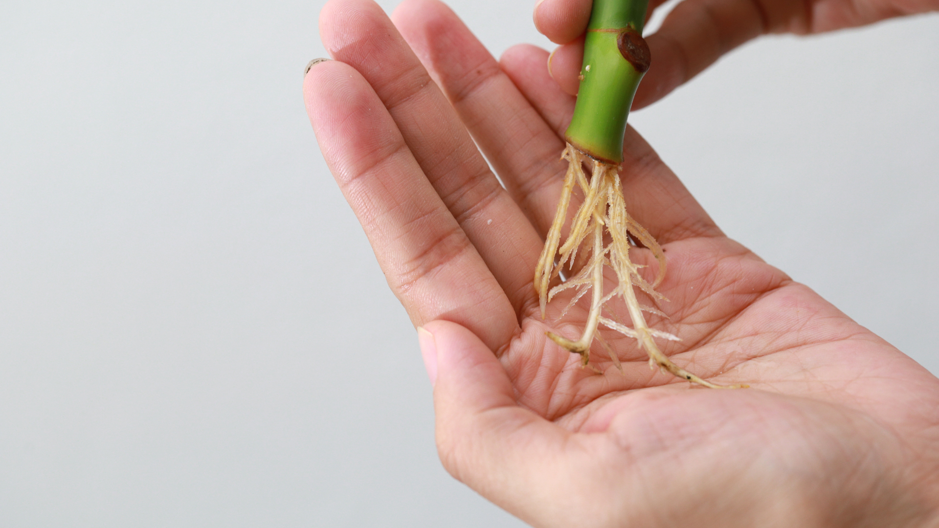 Dans l'image, une bouture de tige de plante est délicatement tenue dans une main. Les racines blanches de la bouture témoignent de sa vitalité et de sa force, prêtes à s'épanouir dans un nouvel environnement. Cette image incarne la promesse de la croissance et de la pérennité, capturant l'instant où une nouvelle plante prend racine.