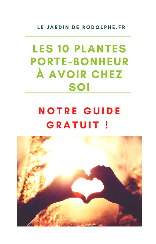 10 plantes porte-bonheur pour sa maison