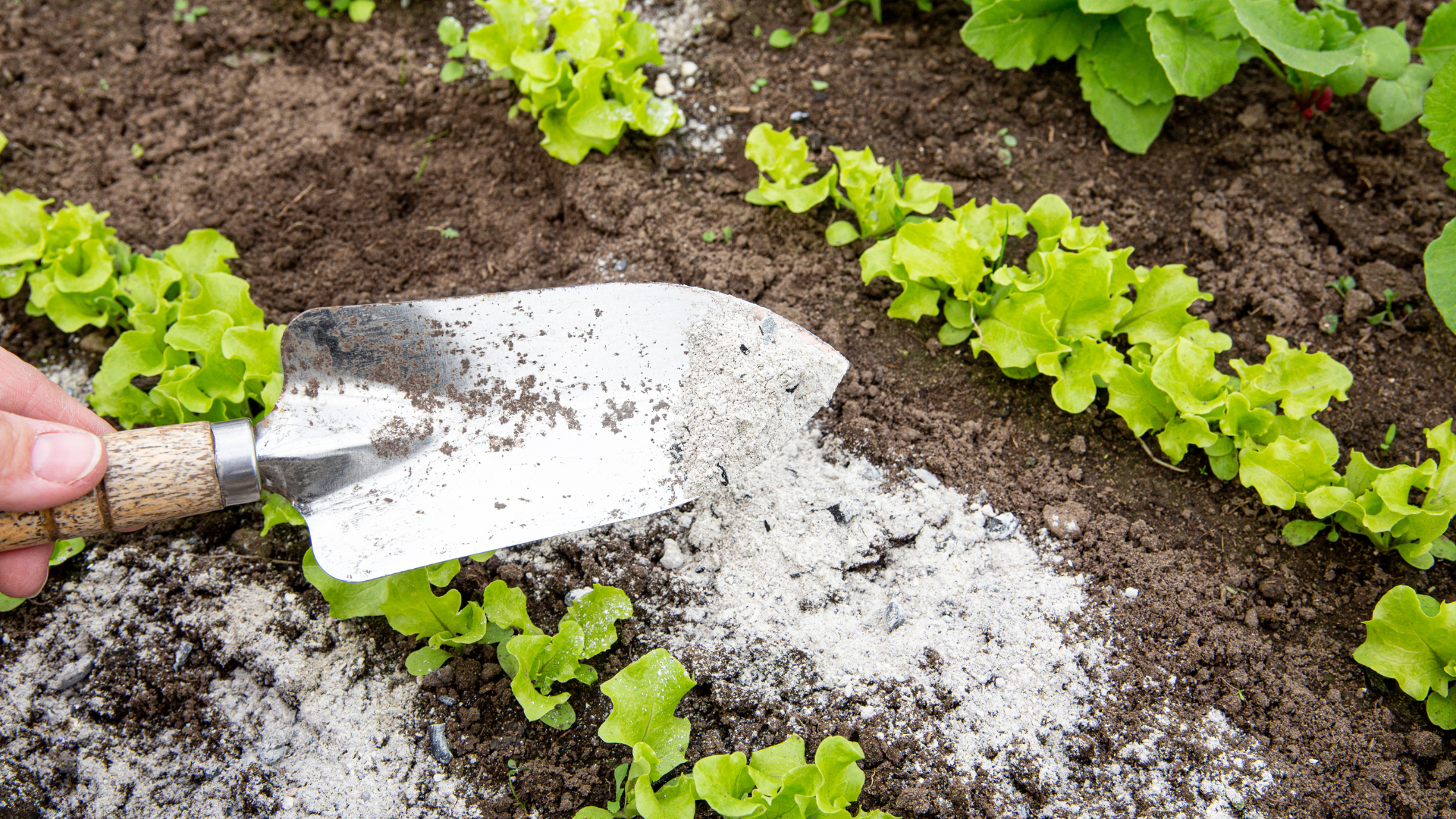 Utilisation Optimale de la Cendre de Bois au Potager :