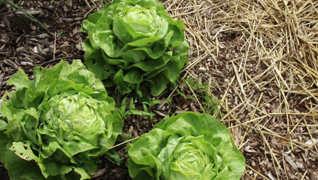 Laitues de Printemps